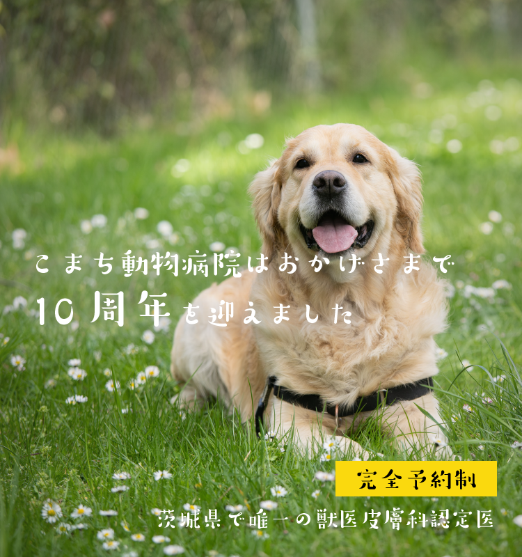 こまち動物病院 茨城県つくば市の犬 猫 鳥専門の動物病院 茨城県つくば市の動物病院 わんちゃんのアトピー 皮膚炎はお任せ下さい 猫 小鳥も対応しています